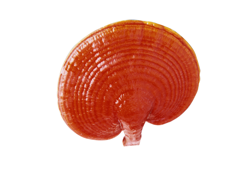 Ruyi Gano